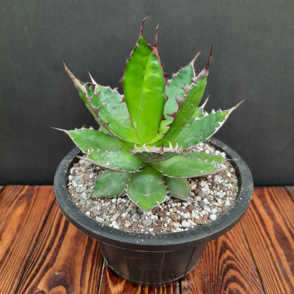 آگاو هوریدا